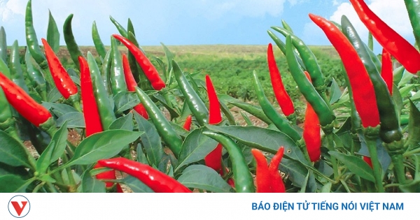Ớt chỉ thiên: Vị cay quen thuộc, công dụng bất ngờ cho cơ thể