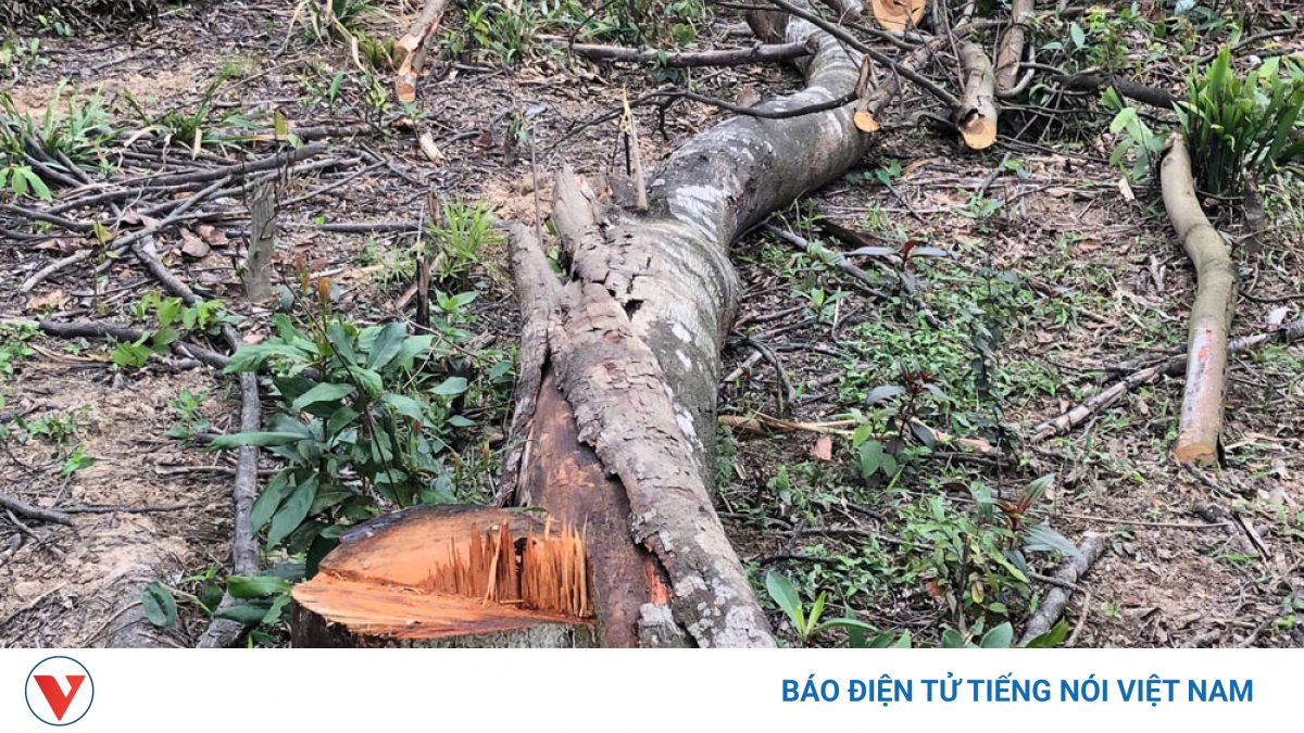 Hạt Kiểm lâm liên xã ở Bắc Ninh xử lý vụ phá rừng
