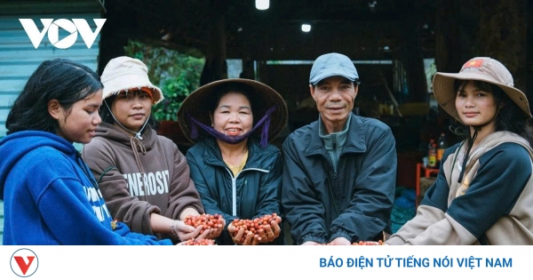 Giá cà phê hôm nay 8/6: Giá cà phê trong nước và thế giới cùng đi ngang