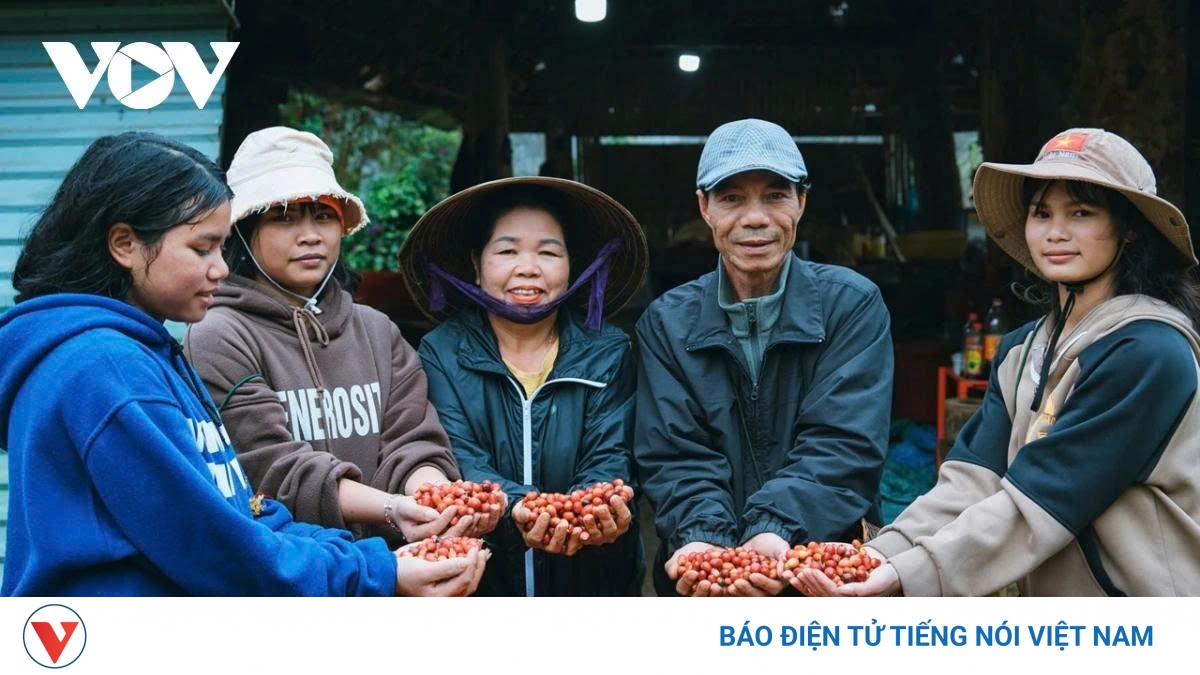 Giá cà phê hôm nay 22/5: Cà phê trong nước giảm nhẹ, cao nhất ở mức 86.100 đồng/kg