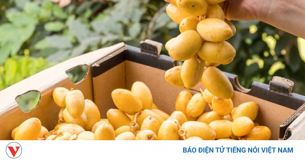 Chà Là: 'Siêu Quả' Ngọt Ngũ Vị và Lợi Ích Sức Khỏe - sức khỏe news from BÁO ĐIỆN TỬ ĐÀI TIẾNG NÓI VIỆT