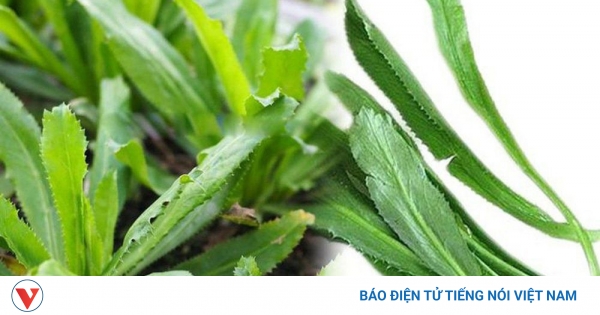 Rau Răng Cưa: Công Dụng Bất Ngờ Cho Sức Khỏe - sức khỏe news from BÁO ĐIỆN TỬ ĐÀI TIẾNG NÓI VIỆT