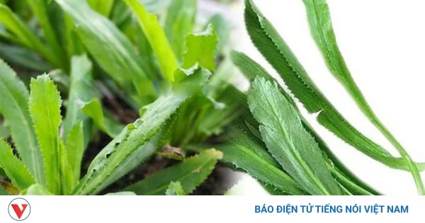 Rau Răng Cưa: Công Dụng Bất Ngờ Cho Sức Khỏe