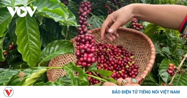Giá cà phê ngày 19/5: Giá cà phê trong nước giảm