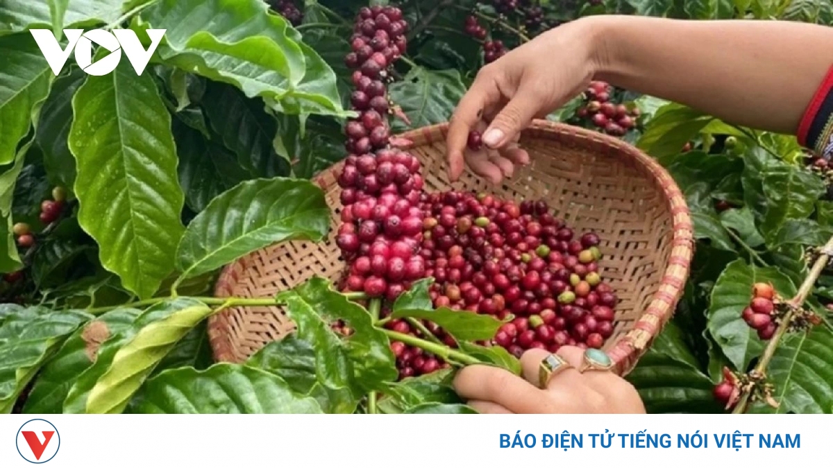 Giá cà phê hôm nay 19/5: Cà phê giảm trên cả 2 sàn quốc tế