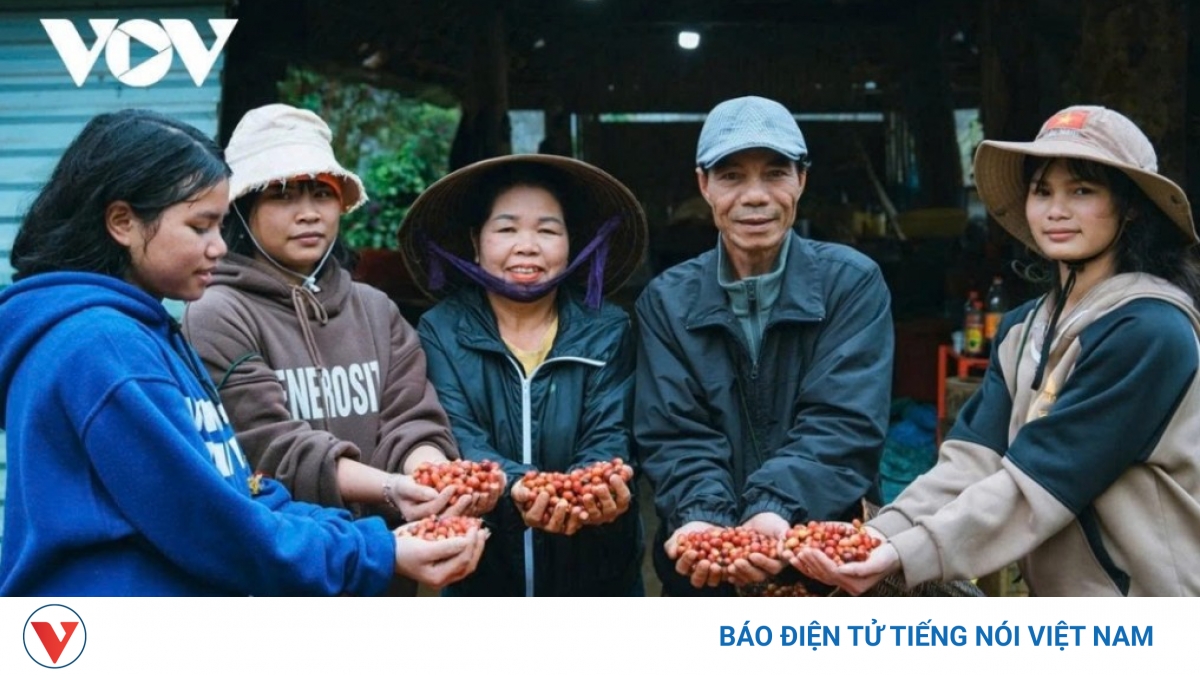 Giá cà phê hôm nay 14/5: Giá cà phê trong nước cao nhất ở mức 88.000 đồng/kg