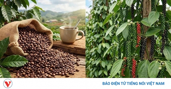 Giá cà phê hôm nay 11/5: Cà phê trong nước thu mua trung bình ở mức 87.300 đồng/kg
