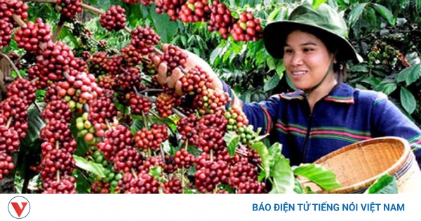 Giá cà phê hôm nay 15/5: Giá cà phê Robusta và Arabia đồng loạt giảm