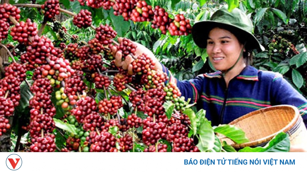 Giá cà phê hôm nay 15/5: Giá cà phê trong nước tăng 1.000 đồng/kg