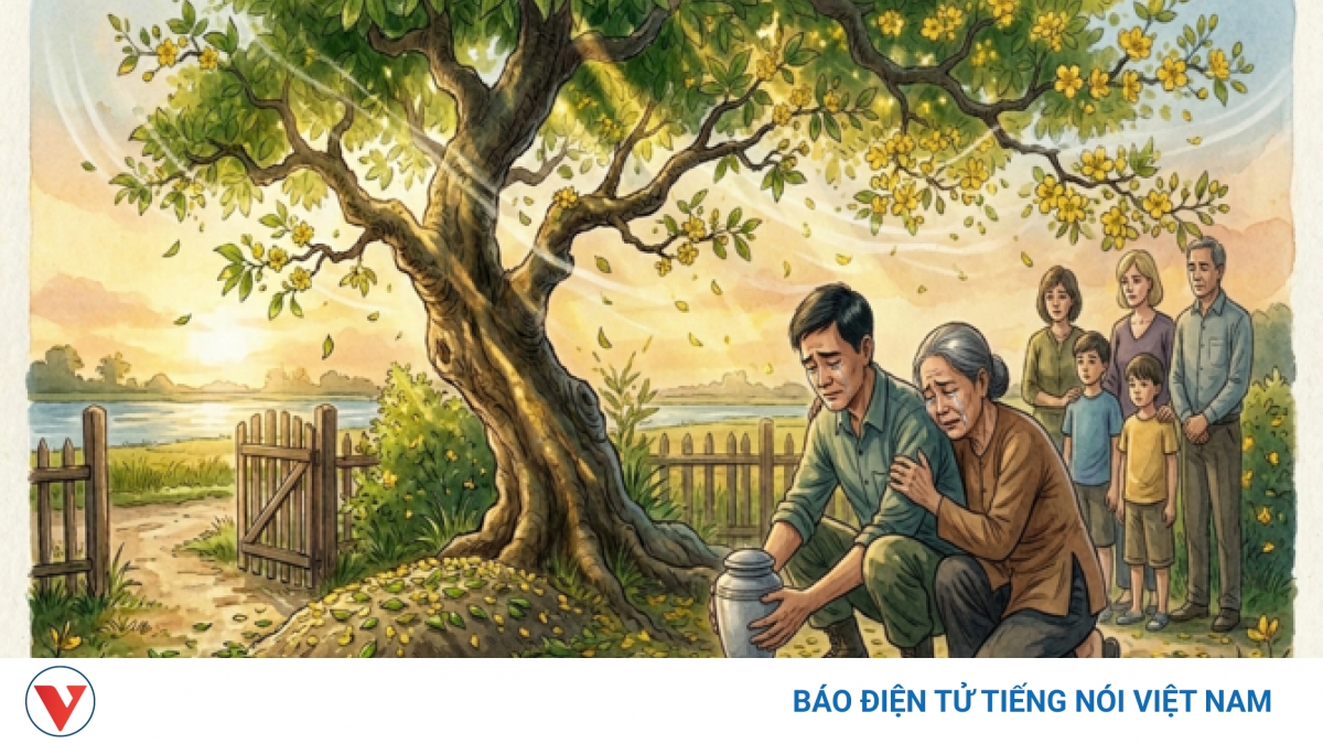 "Dưới gốc mai già": Nỗi đau hậu chiến và hành trình hòa giải