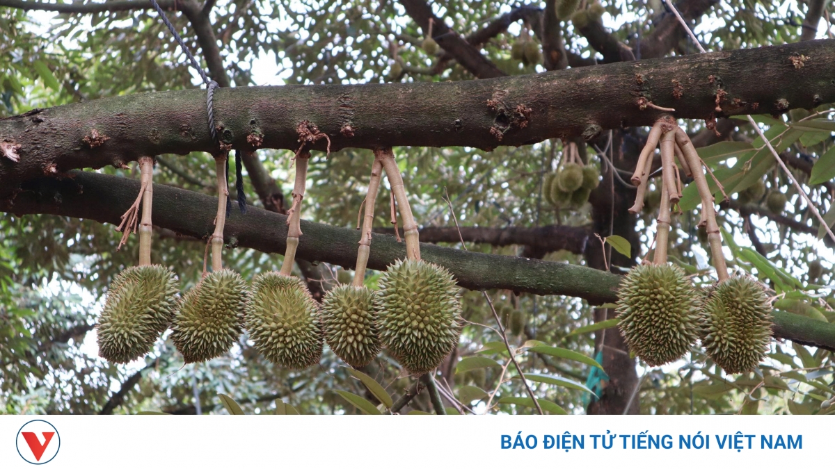 Nông dân ở thủ phủ sầu riêng Đồng Nai mòn mỏi chờ trung tâm kiểm nghiệm