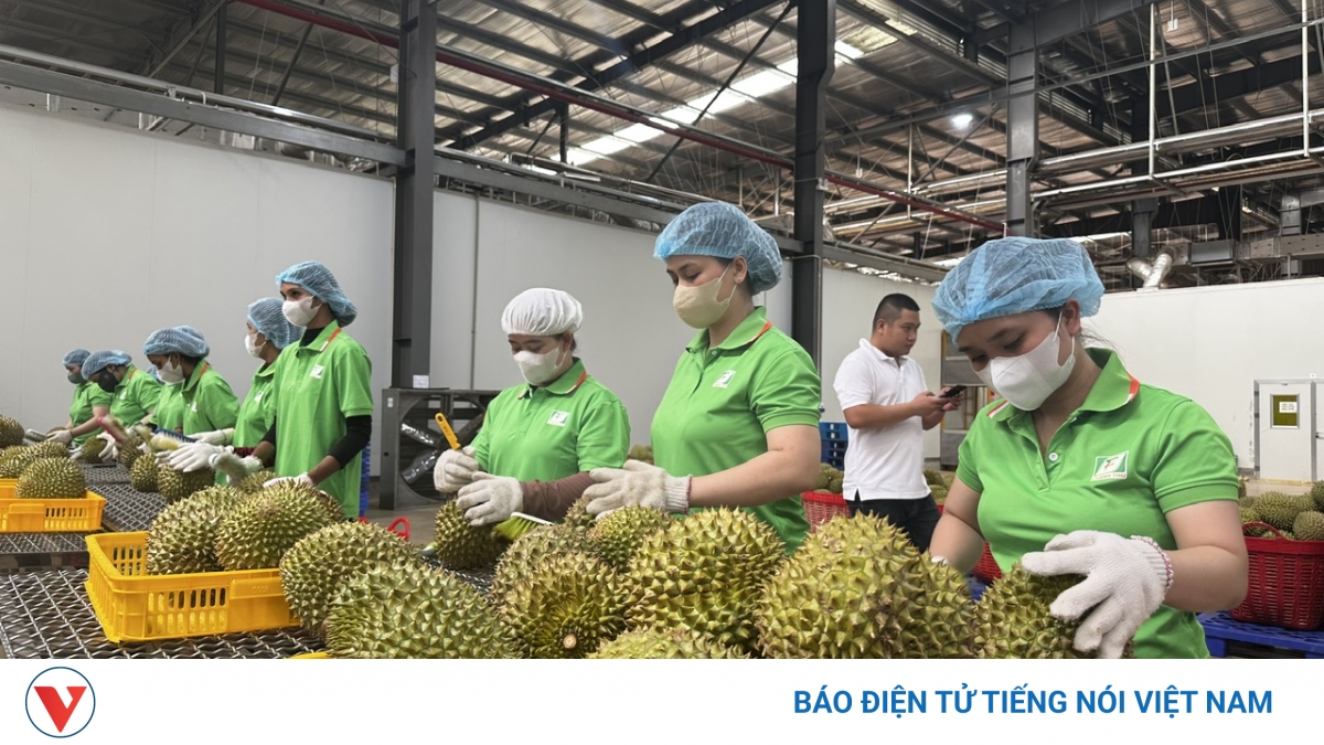 Nông sản Việt gấp rút thích ứng Nghị định 280 của Trung Quốc từ 1/6/2026