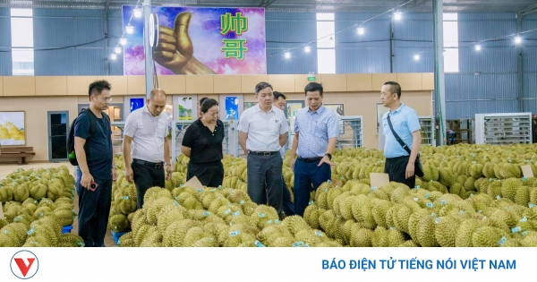Khơi thông “luồng xanh” xuất khẩu, nâng cao năng lực cho sầu riêng Tây Nguyên
