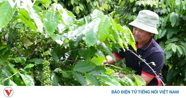 Giá cà phê hôm nay 18/6: Giá cà phê trong nước và thế giới cùng giảm