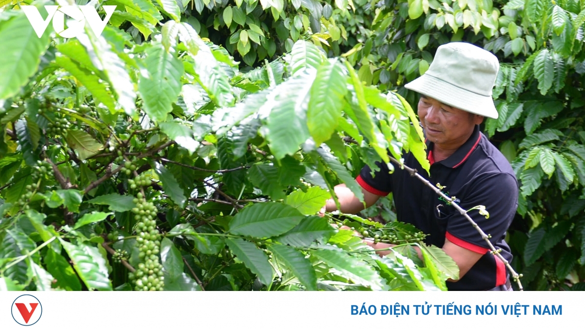 Giá cà phê hôm nay 14/6: Giá cà phê trong nước tiếp tục tăng
