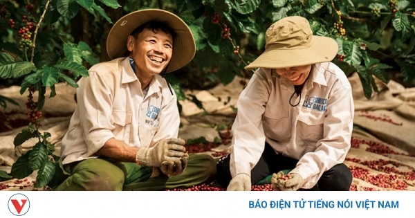 Giá cà phê hôm nay 22/6: Giá cà phê Robusta và Arabia đồng loạt giảm