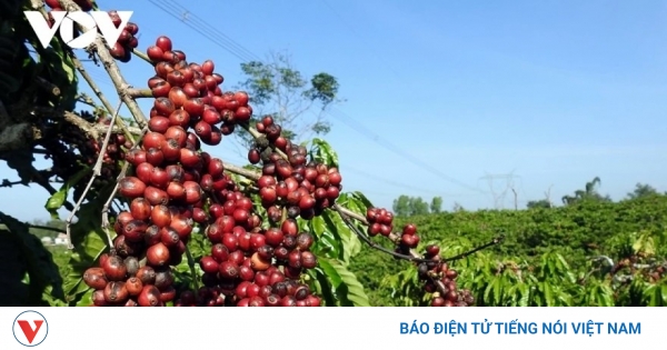 Giá cà phê hôm nay 3/8: Giá cà phê Robusta và Arabia đồng loạt tăng
