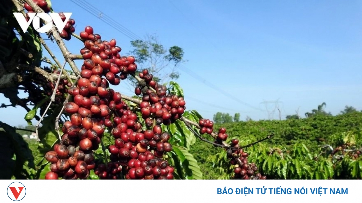 Giá cà phê hôm nay 12/6: Cà phê trong nước tăng, giá cao nhất 85.400 đồng/kg