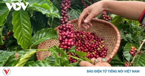 Giá cà phê hôm nay 4/6: Giá cà phê trong nước tăng, cà phê thế giới giảm