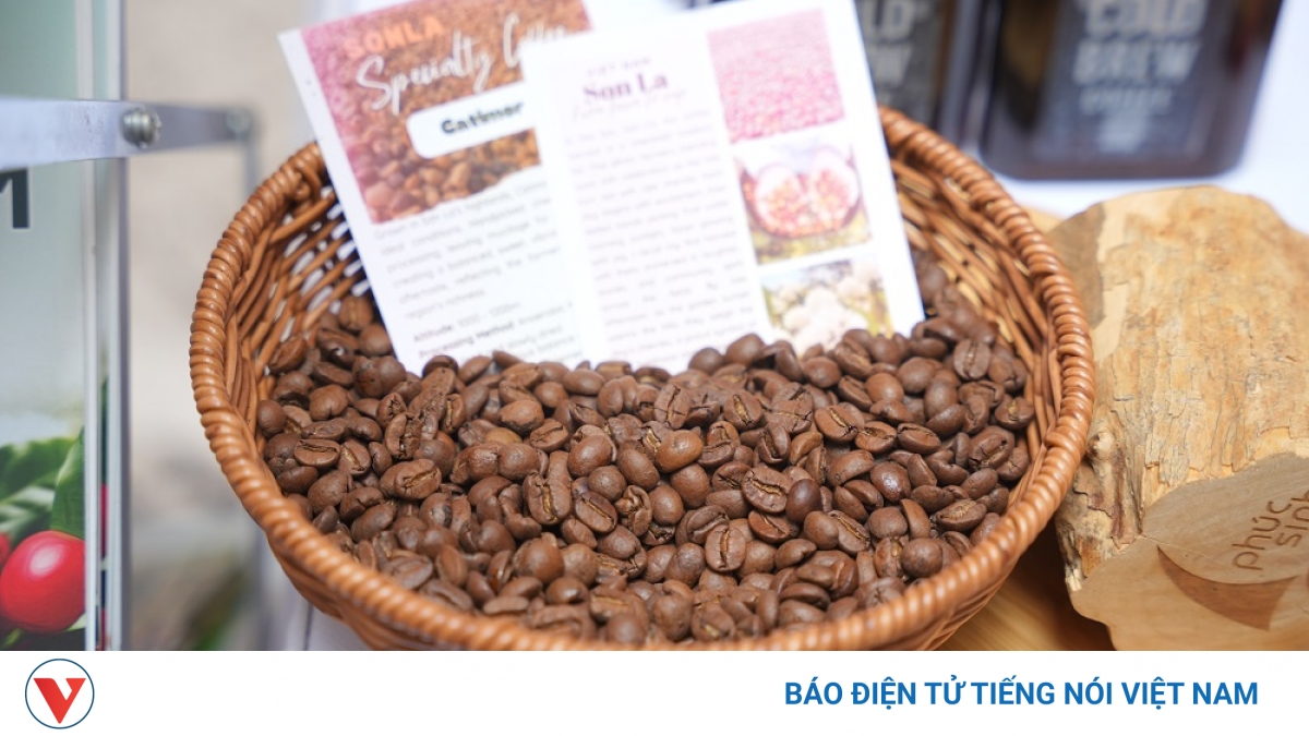Sơn La - nâng vị thế vùng nguyên liệu cà phê Arabica lớn nhất Việt Nam