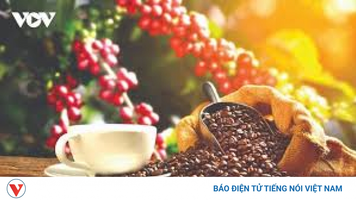 Giá cà phê hôm nay 29/7: Giá cà phê trong nước cao nhất 98.500 đồng/kg