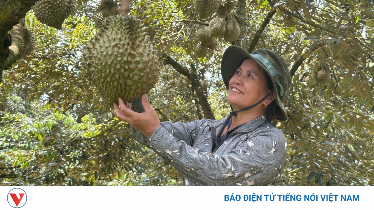 Bài học đắt giá từ an toàn thực phẩm và truy xuất nguồn gốc sầu riêng