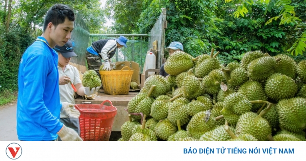 "Ma trận" đánh giá chất lượng sầu riêng khiến nông dân hoang mang