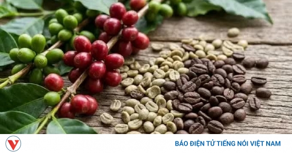 Giá cà phê hôm nay 29/8: Giá cà phê thế giới đi ngang