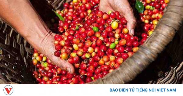 Giá cà phê hôm nay 24/8: Cà phê trong nước giữ giá, cao nhất 96.500 đồng/kg