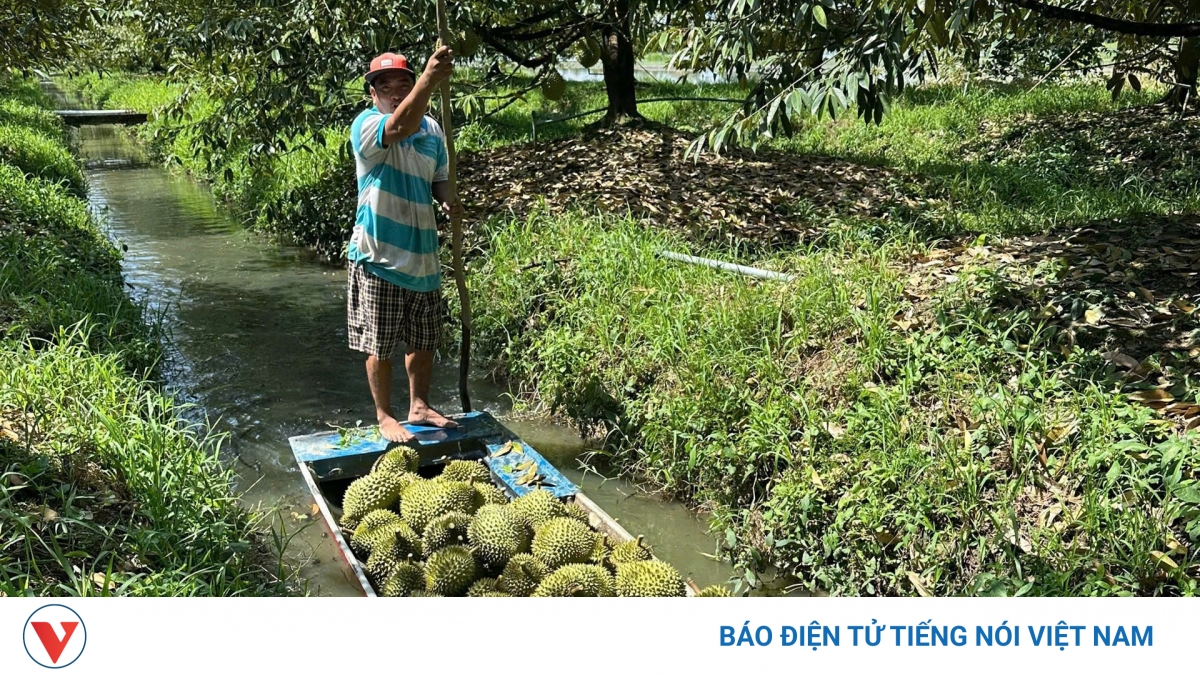 Trái sầu riêng Việt Nam trước bài toán giữ thị trường, nâng giá trị