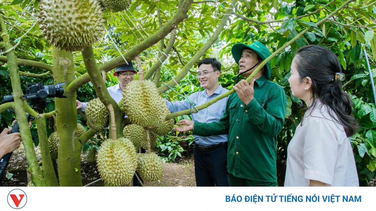 Mã số vùng trồng sầu riêng - “tấm hộ chiếu” bị đánh cắp