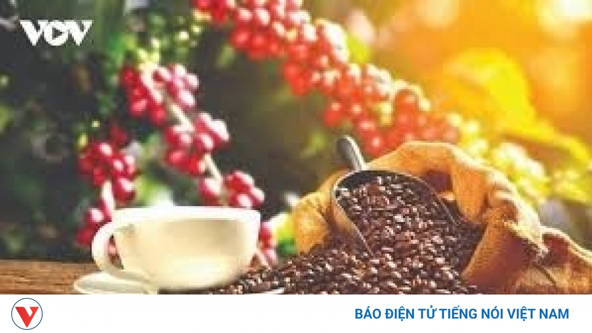 Giá cà phê hôm nay 24/10: Giá cà phê Robusta và Arabia đồng loạt giảm