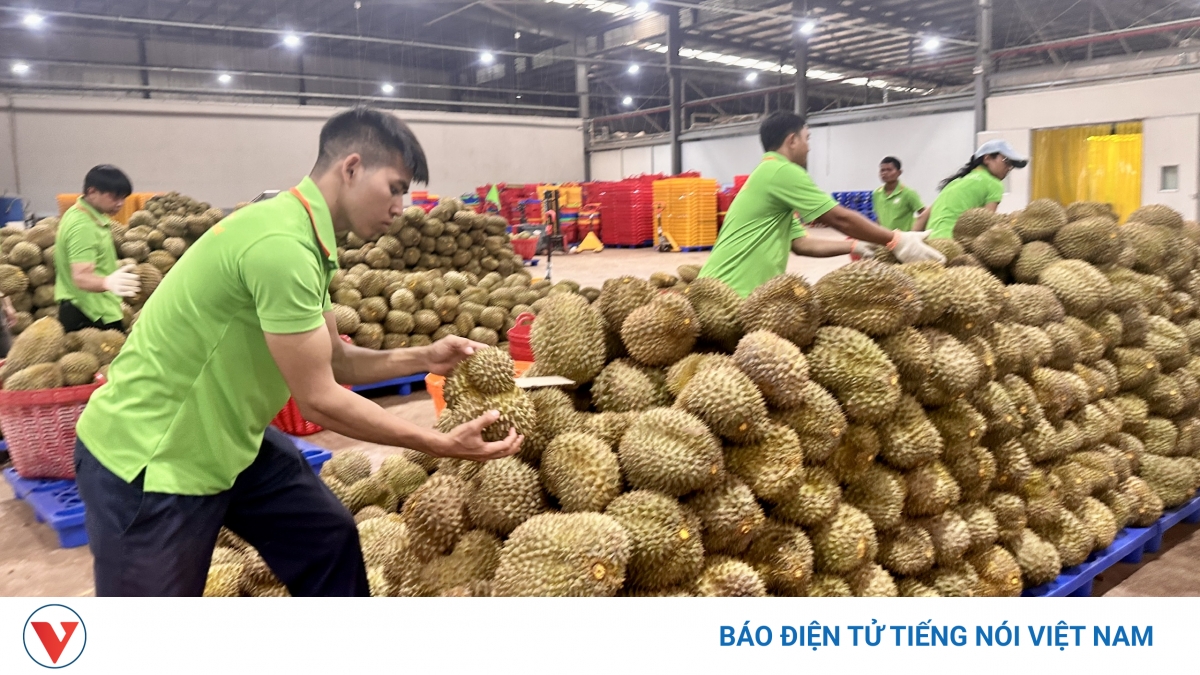 Đắk Lắk yêu cầu thúc đẩy chế biến sâu sầu riêng