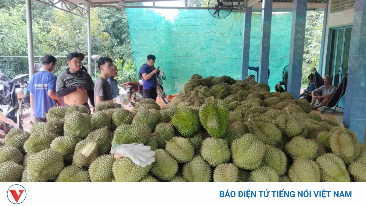 Khu vực phía Nam xuất khẩu nông sản đạt hơn 29,43 tỷ USD