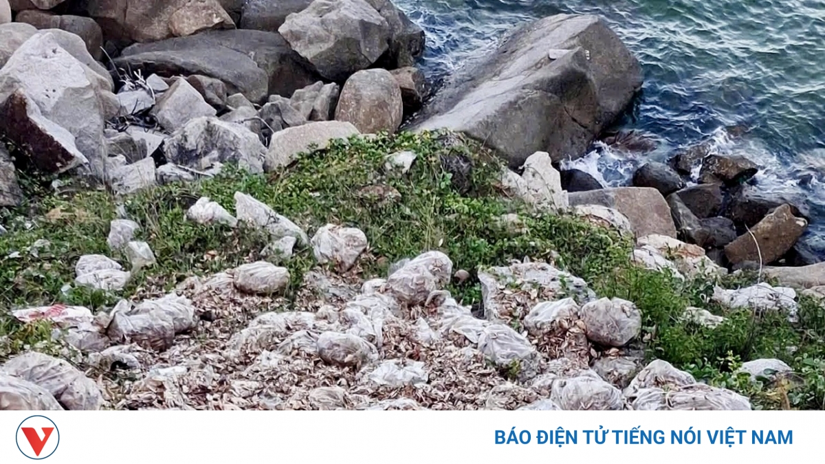 Đắk Lắk xử phạt người đổ 3,8 tấn ghẹ chết thối ra bờ biển Bãi Tiên