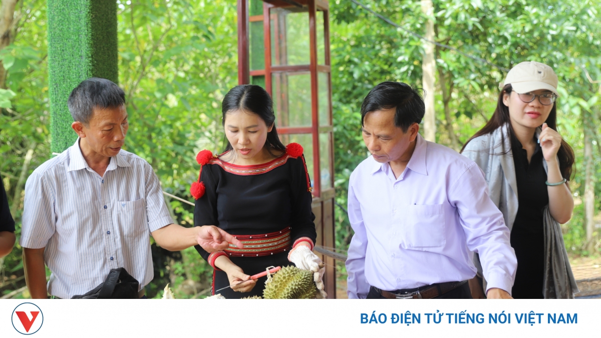 Lễ hội sầu riêng 2026 mang về gần 1.300 tỷ đồng cho Đắk Lắk