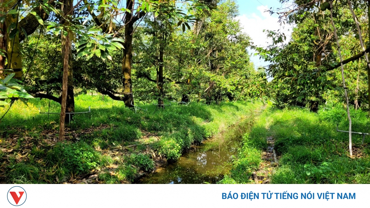 Đồng Tháp: Mưa kéo dài khiến cây sầu riêng nghịch vụ đậu trái thấp