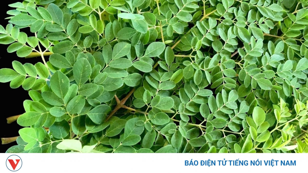 Vì sao rau chùm ngây được ví như “siêu thực phẩm”?