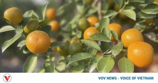 Kumquat tree growers in Hanoi village busy ahead of Tet