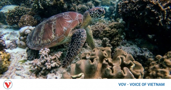 Rare sea turtle released back into wild