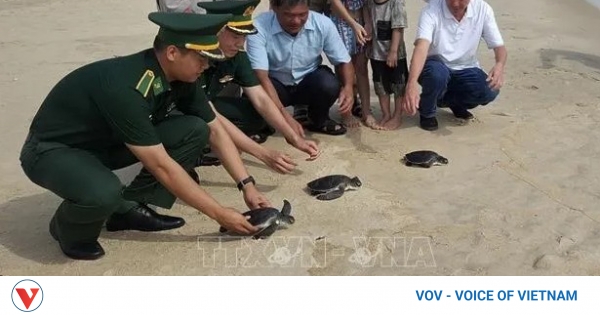 Three rare sea turtles released back into the wild off Quang Tri