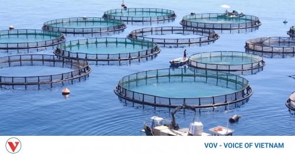 Khanh Hoa to host Asia's green, smart cage aquaculture symposium