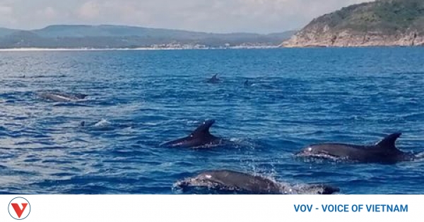 Huge pod of dolphins breaches waters off Phu Quy