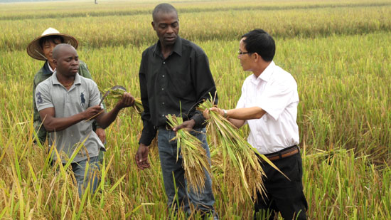 Mozambique học kỹ thuật làm lúa nước của Việt Nam | VOV.VN