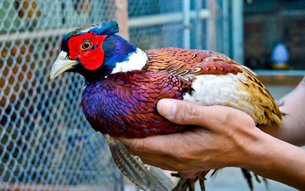 pheasant_ooum_suxx.jpg