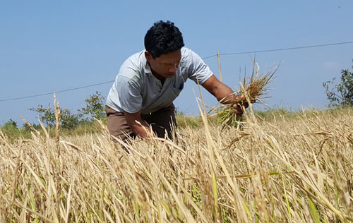 nhiều nông dân xuống giống vụ đông xuân nhưng chỉ thu hoạch được lúa lép.