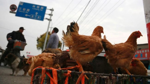 h7n9-in-quang-dong.jpg